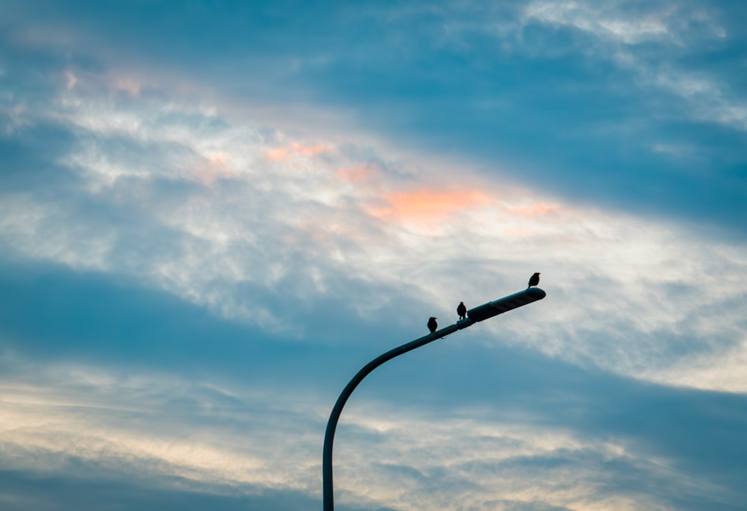 Photo bird wall lamp