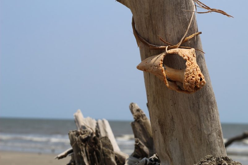 Photo driftwood chandelier